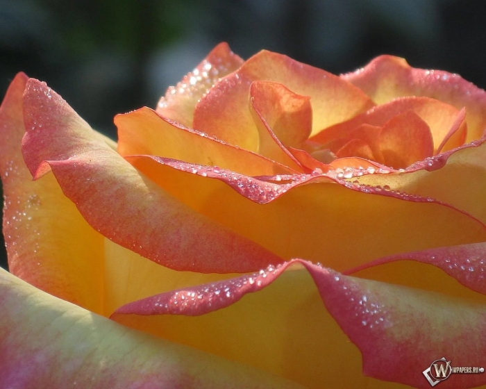 Желто красная роза