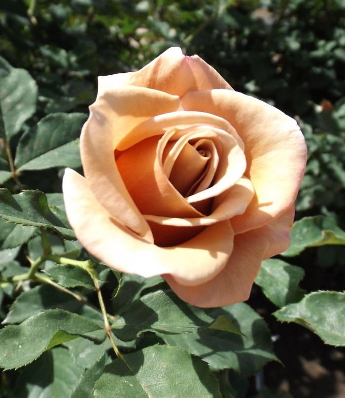 Роза флорибунда коко локо