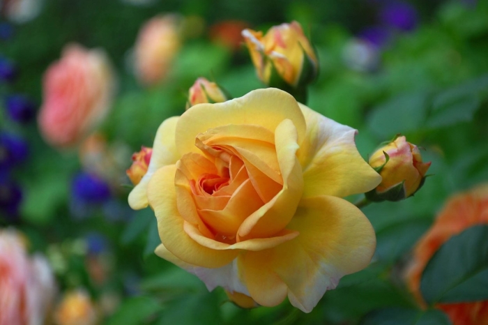 Чайная роза цветок