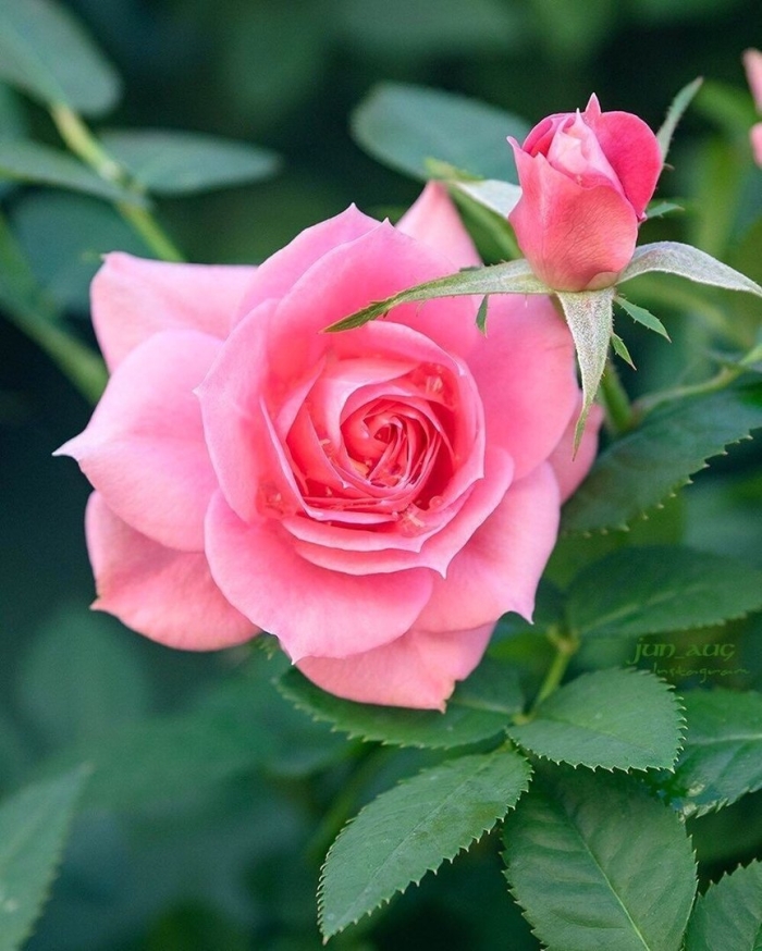 Чайная роза