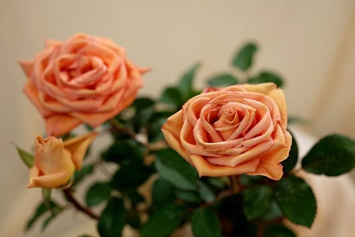 Роза персиковая одноголовая