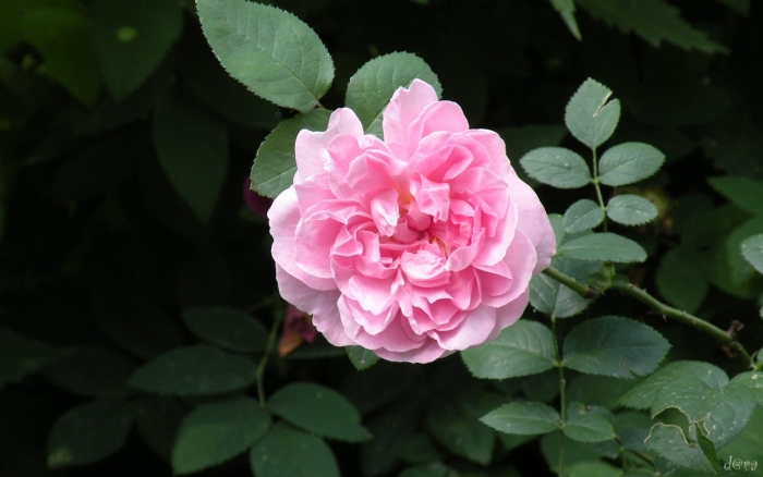 Роза мэри роуз