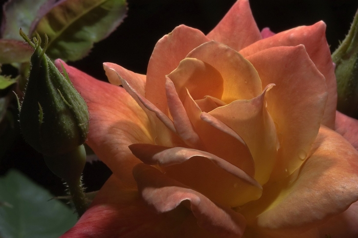 Чайно гибридная роза