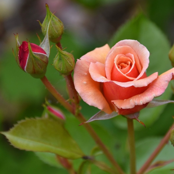 Роза нобилис