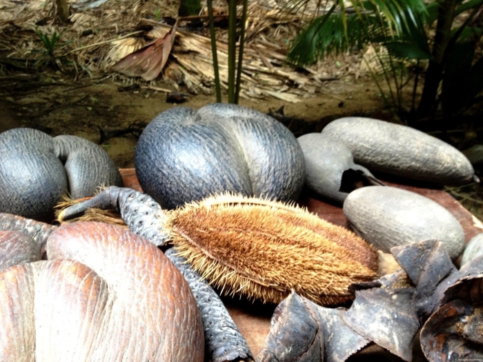 Кокосы на сейшелах