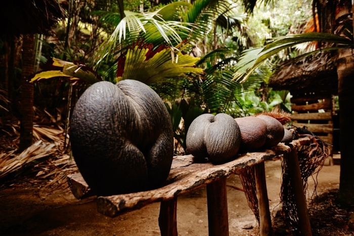 Коко де мер сейшелы