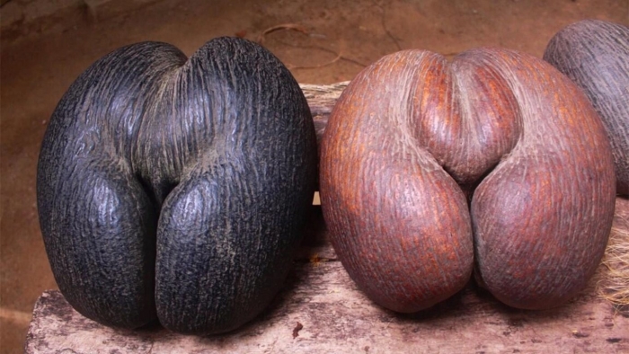 Орех коко де мер