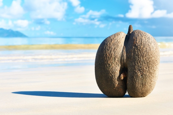 Коко де мер