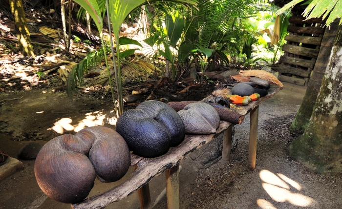 Орех коко де мер