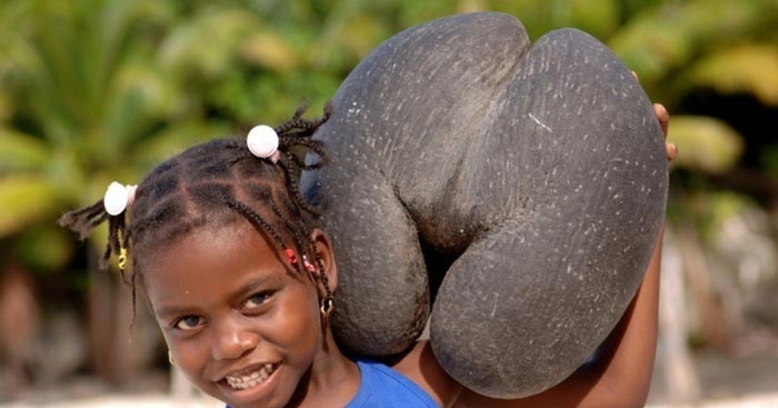 Сейшельский орех коко-де-мер