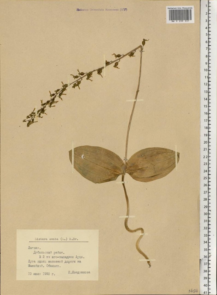 Тайник сердцевидный (listera cordata))