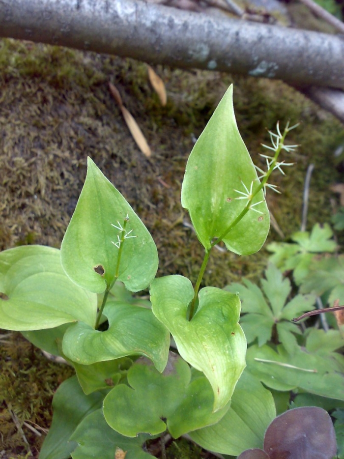 Maianthemum bifolium