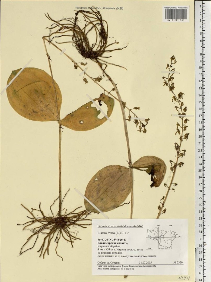 Listera ovata