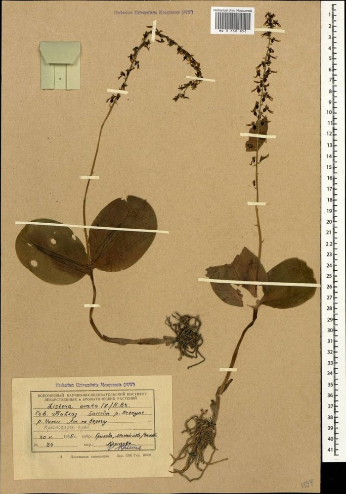 Грушанка круглолистная гербарий