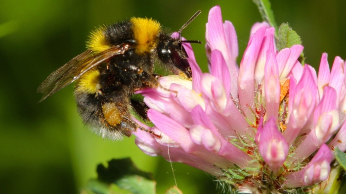 Шмель опыляет клевер
