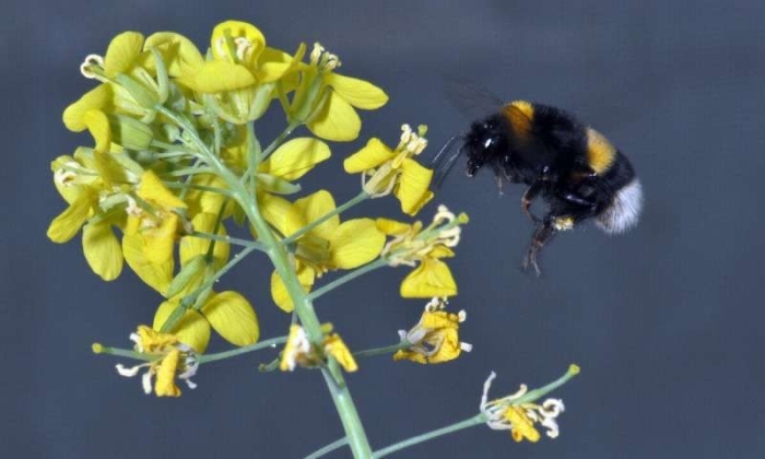 Насекомые опылители растений