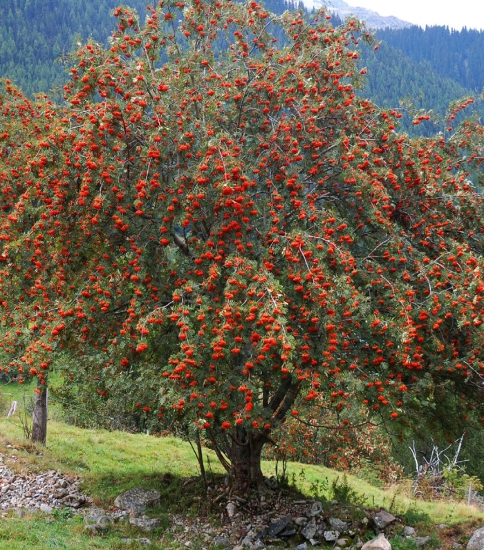 Рябина обыкновенная sorbus aucuparia