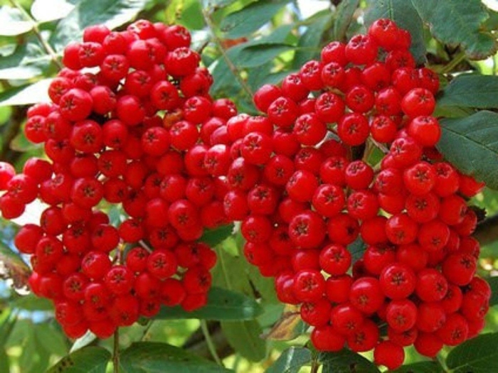 Рябина сорт алая крупная