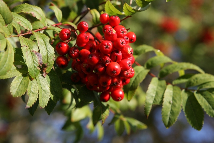 Красноплодная рябина