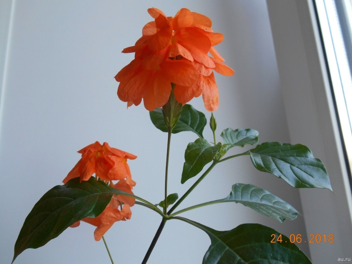 Кроссандра тропик красная