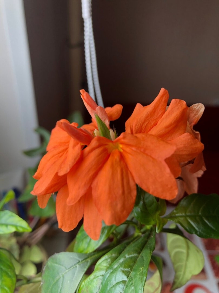 Кроссандра комнатный цветок