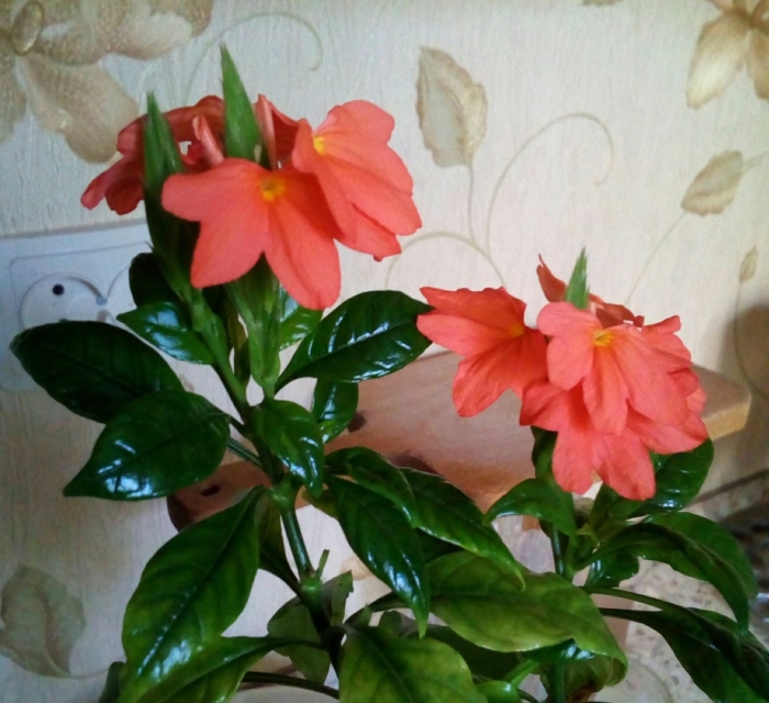 Кроссандра нильская