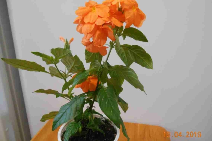 Кроссандра цветок комнатный