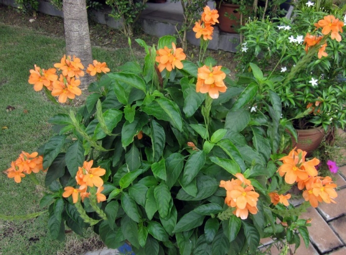 Кроссандра нильская