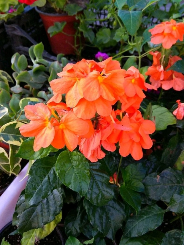 Кроссандра воронковидная