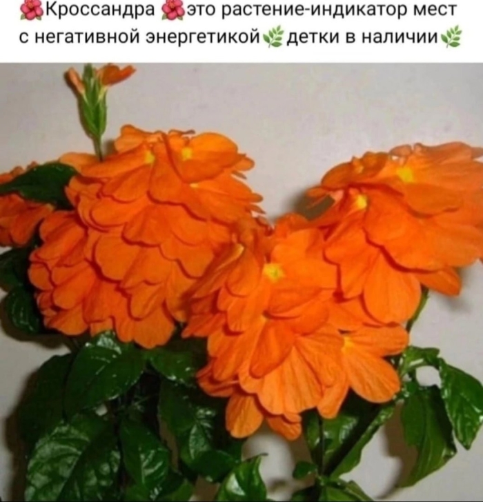 Кроссандра тропик желтая