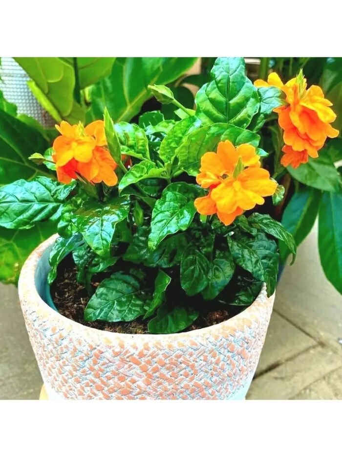 Кроссандра воронковидная