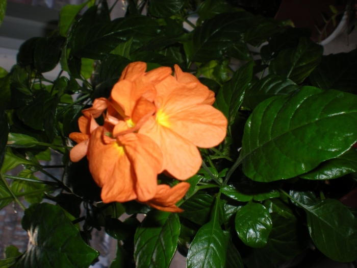 Кроссандра голубая