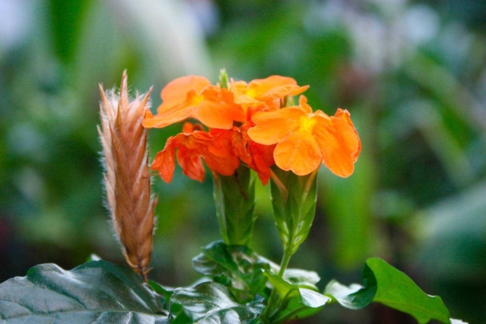 Цветок фортуна кроссандра