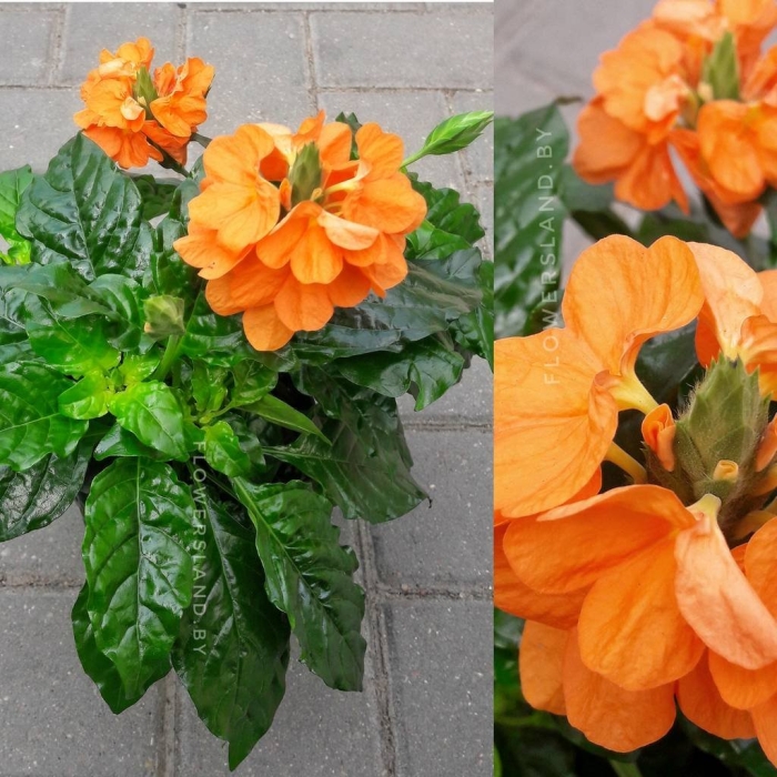 Кроссандра воронковидная