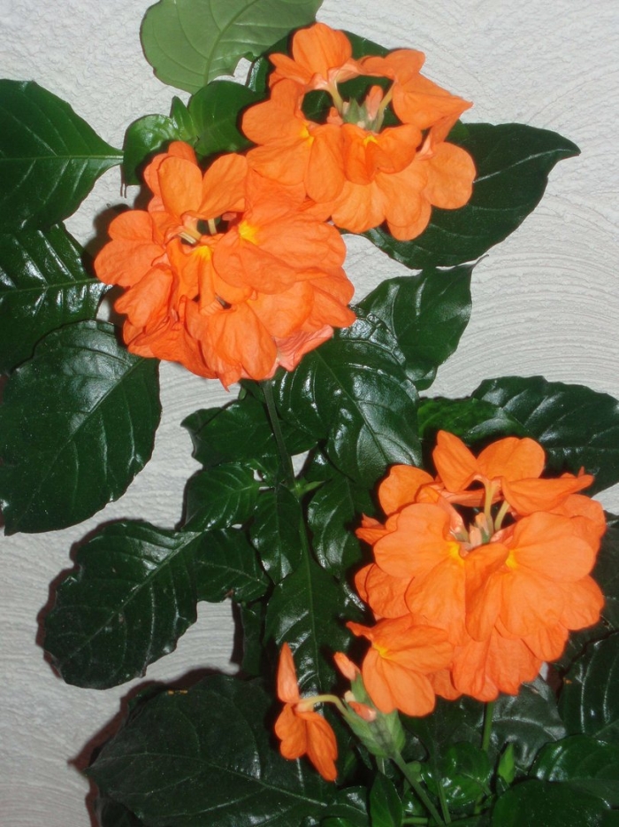 Кроссандра тропик