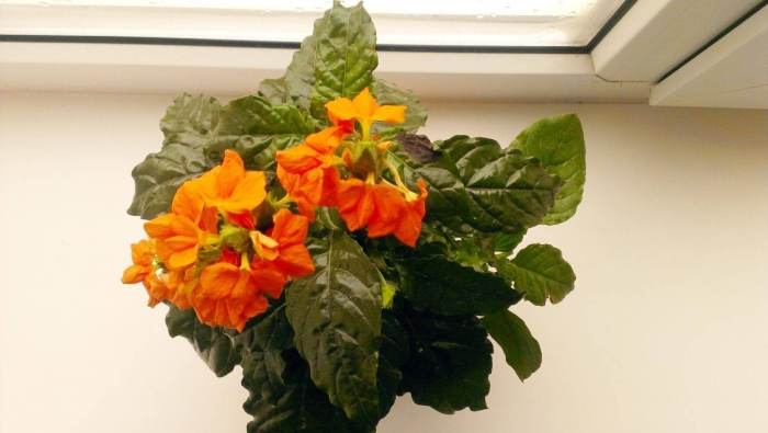 Кроссандра воронковидная