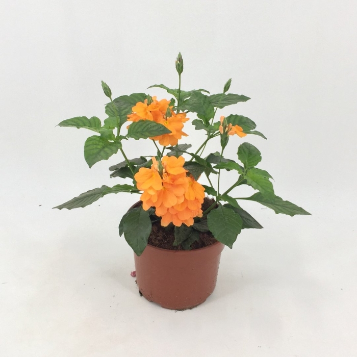 Кроссандра фортуна