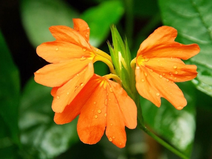 Кроссандра pungens