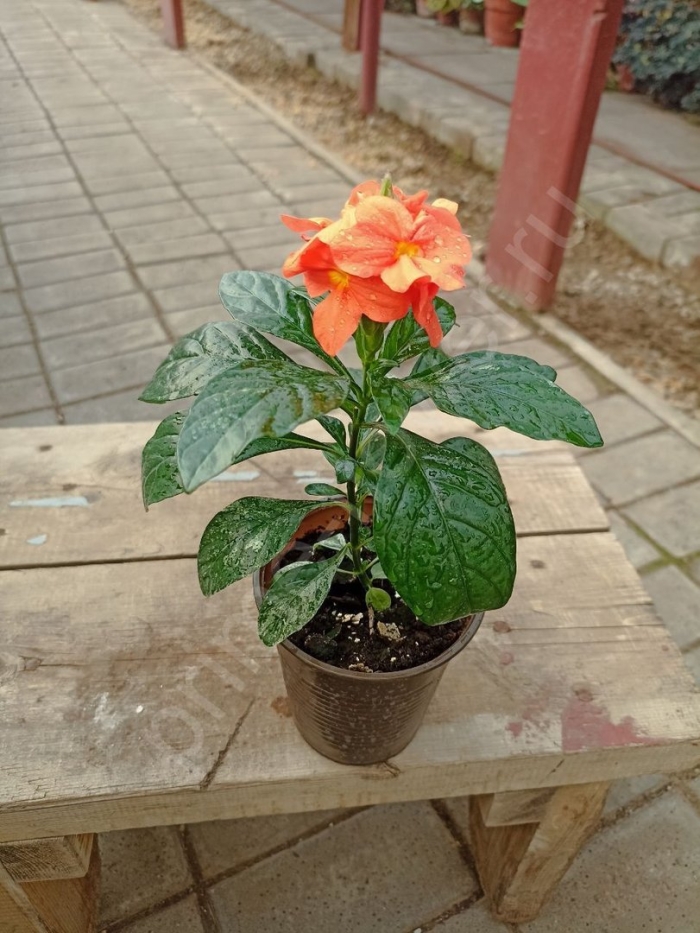 Кроссандра фортуна