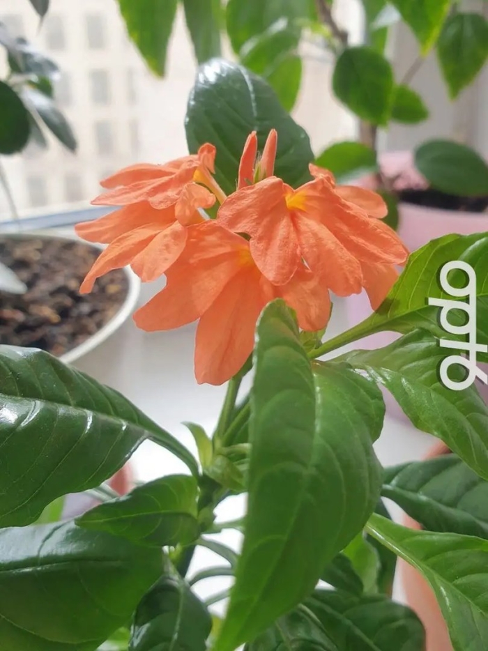 Кроссандра тропик красная 3 шт