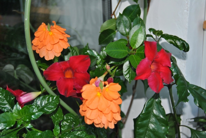 Кроссандра голубая