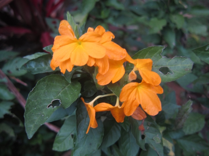 Кроссандра голубой лед