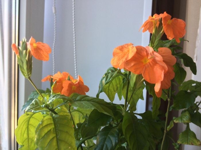 Кроссандра комнатный