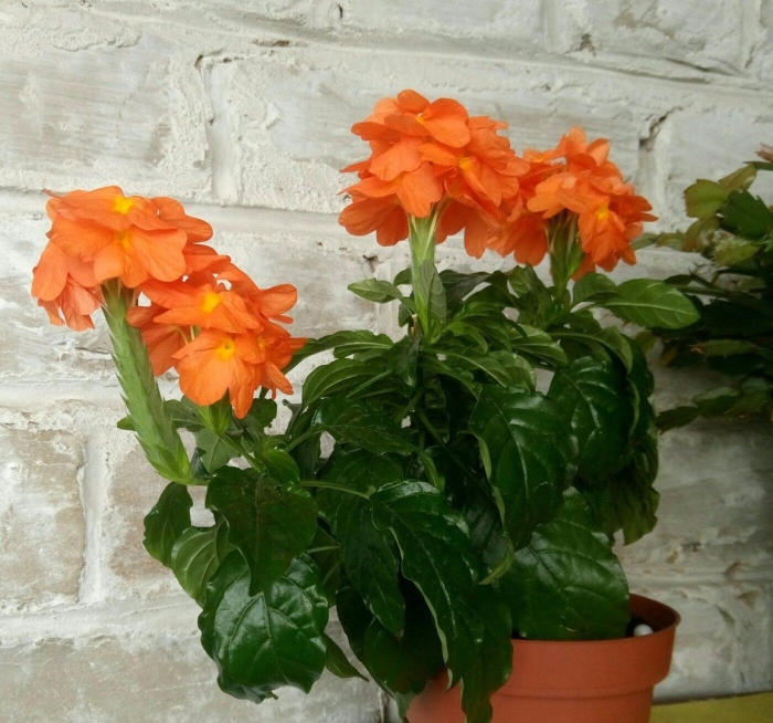 Кроссандра воронковидная