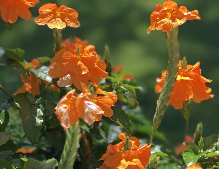 Кроссандра оранжевая