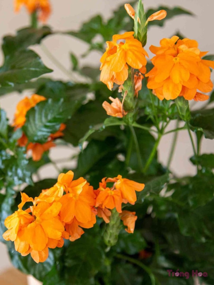 Кроссандра желтая