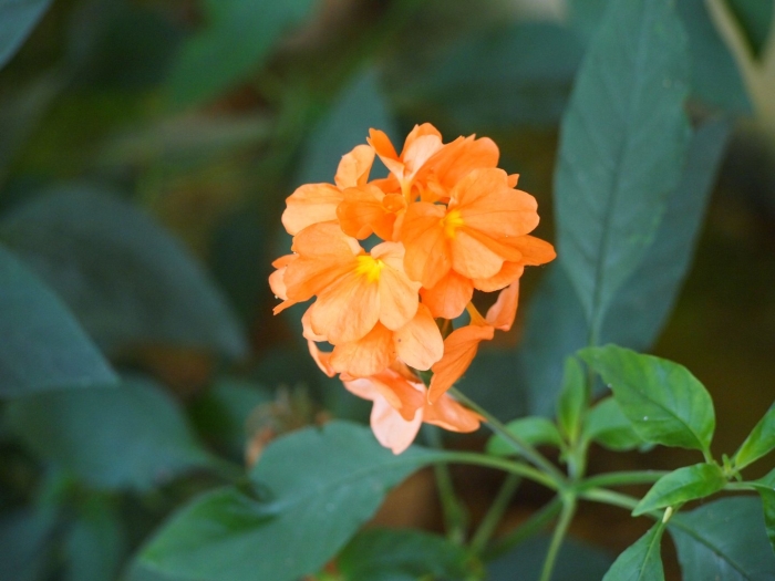 Кроссандра воронковидная