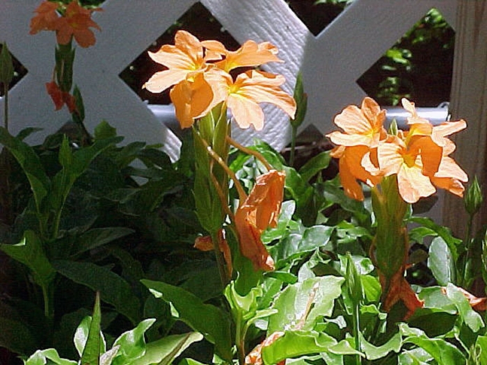 Crossandra infundibuliformis