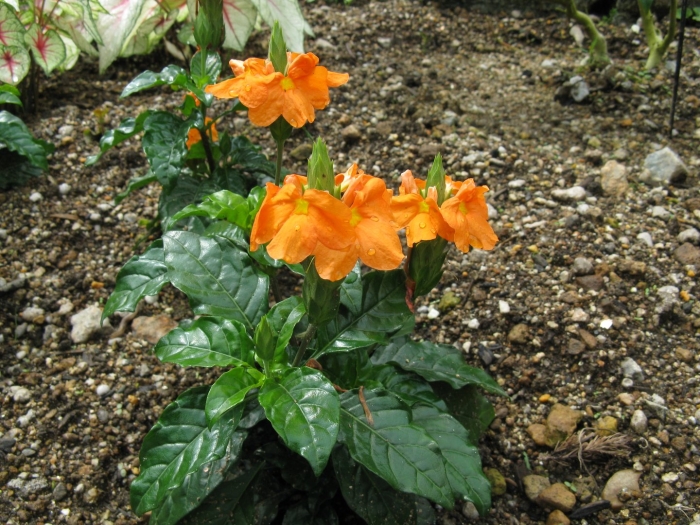 Кроссандра красная