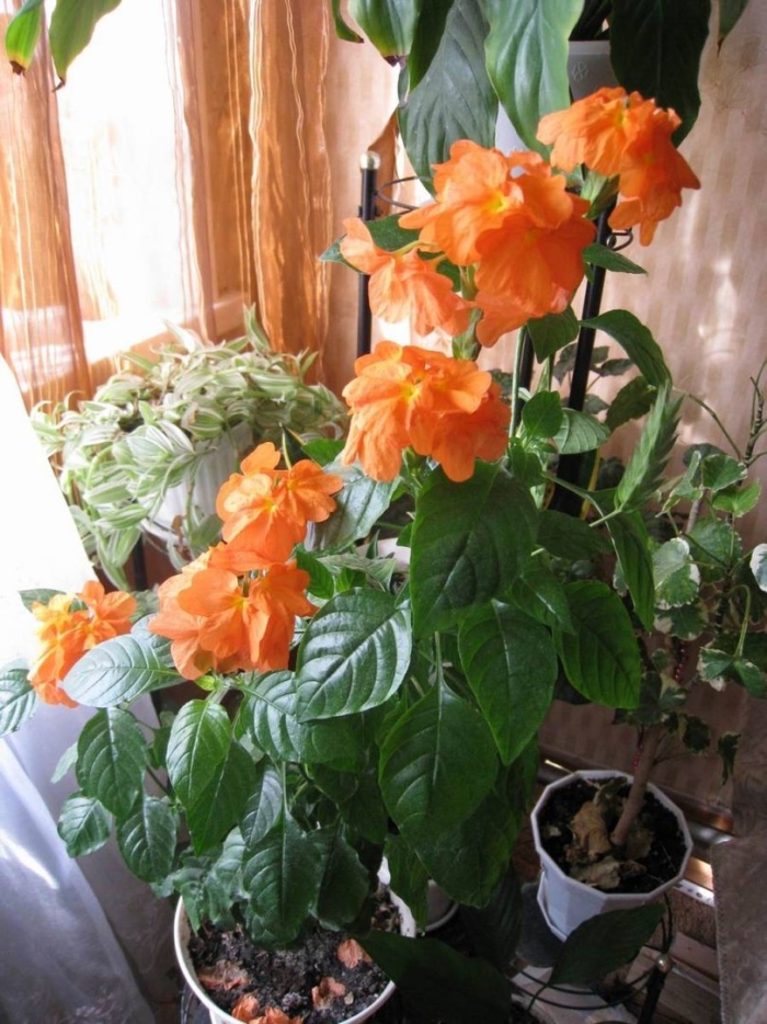 Кроссандра цветок комнатный